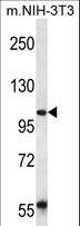 UBAP2 Antibody - UBAP2 Antibody western blot of mouse NIH-3T3 cell line lysates (35 ug/lane). The UBAP2 antibody detected the UBAP2 protein (arrow).