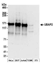 UBAP2 Antibody - Detection of human UBAP2 by western blot. Samples: Whole cell lysate (50 µg) from HeLa, HEK293T, Jurkat, mouse TCMK-1, and mouse NIH 3T3 cells prepared using NETN lysis buffer. Antibodies: Affinity purified rabbit anti-UBAP2 antibody used for WB at 0.1 µg/ml. Detection: Chemiluminescence with an exposure time of 30 seconds.