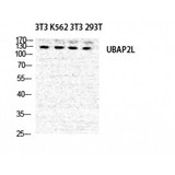 UBAP2L Antibody - Western blot of NICE4 antibody