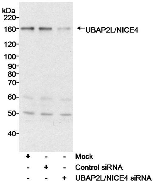 UBAP2L Antibody - Detection of Human UBAP2L/NICE4 by Western Blot. Samples: Whole cell lysate (40 ug) from HeLa cells either mock treated, treated with a control siRNA, or treated with siRNA for UBAP2L/NICE4. Antibody: Affinity purified rabbit anti-UBAP2L/NICE4 antibody used at 0.03 ug/ml. Detection: Chemiluminescence with an exposure time of 30 seconds.