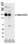 UBAP2L Antibody - Detection of Human UBAP2L/NICE4 by Western Blot. Samples: Whole cell lysate (50 ug) from HeLa, 293T, and Jurkat cells. Antibodies: Affinity purified rabbit anti-UBAP2L/NICE4 antibody used for WB at 0.04 ug/ml. Detection: Chemiluminescence with an exposure time of 30 seconds.
