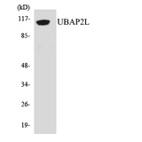 UBAP2L Antibody - Western blot analysis of the lysates from Jurkat cells using UBAP2L antibody.