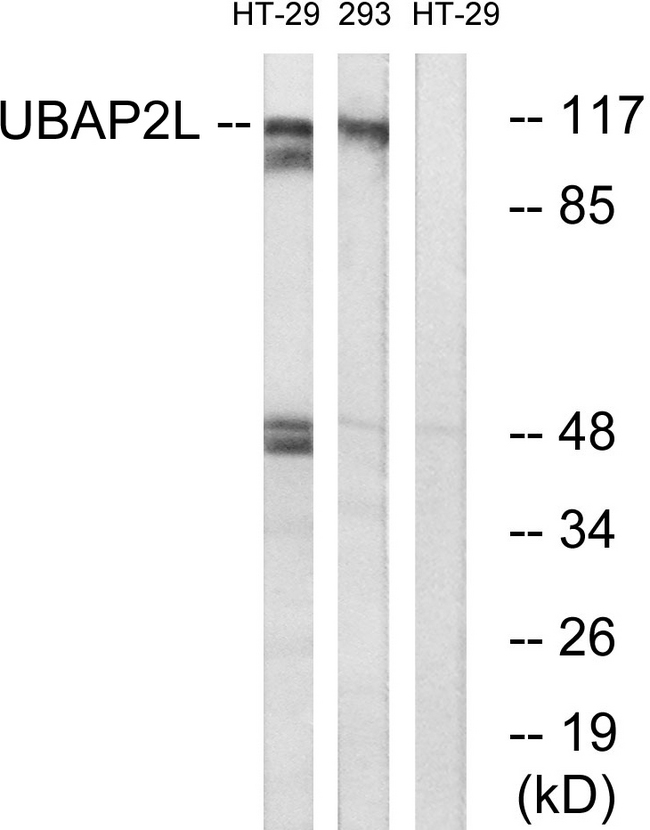 UBAP2L Antibody - Western blot analysis of lysates from HT-29 and 293 cells, using UBAP2L Antibody. The lane on the right is blocked with the synthesized peptide.