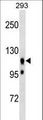 UBAP2L Antibody - UBAP2L Antibody western blot of 293 cell line lysates (35 ug/lane). The UBAP2L antibody detected the UBAP2L protein (arrow).