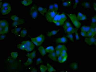 UBAP2L Antibody - Immunofluorescence staining of MCF-7 cells with UBAP2L Antibody at 1:133, counter-stained with DAPI. The cells were fixed in 4% formaldehyde, permeabilized using 0.2% Triton X-100 and blocked in 10% normal Goat Serum. The cells were then incubated with the antibody overnight at 4°C. The secondary antibody was Alexa Fluor 488-congugated AffiniPure Goat Anti-Rabbit IgG(H+L).