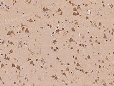 UBAP2L Antibody - Immunochemical staining of human UBAP2L in human brain with rabbit polyclonal antibody at 1:100 dilution, formalin-fixed paraffin embedded sections.