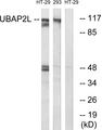 UBAP2L Antibody - Western blot analysis of extracts from HT-29 cells and 293 cells, using UBAP2L antibody.