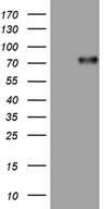 UBASH3A / CLIP4 Antibody - HEK293T cells were transfected with the pCMV6-ENTRY control. (Left lane) or pCMV6-ENTRY UBASH3A. (Right lane) cDNA for 48 hrs and lysed