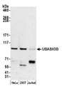 UBASH3B / STS-1 Antibody - Detection of human UBASH3B by western blot. Samples: Whole cell lysate (15 µg) from HeLa, HEK293T, and Jurkat cells prepared using NETN lysis buffer. Antibody: Affinity purified rabbit anti-UBASH3B antibody used for WB at 0.1 µg/ml. Detection: Chemiluminescence with an exposure time of 3 minutes.