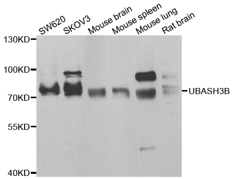 UBASH3B / STS-1 Antibody - Western blot analysis of extracts of various cell lines.