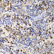 UBASH3B / STS-1 Antibody - Immunohistochemistry of paraffin-embedded rat spleen tissue.