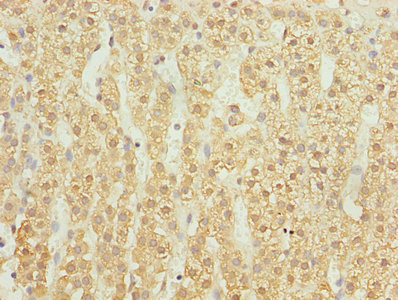 UBASH3B / STS-1 Antibody - Immunohistochemistry of paraffin-embedded human adrenal gland tissue using UBASH3B Antibody at dilution of 1:100