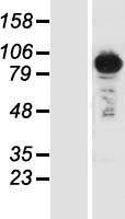 UBASH3B / STS-1 Protein - Western validation with an anti-DDK antibody * L: Control HEK293 lysate R: Over-expression lysate