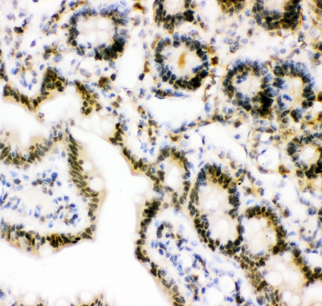 UBB / Ubiquitin B Antibody - Ubiquitin antibody IHC-paraffin: Rat Intestine Tissue.