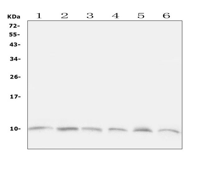 UBB / Ubiquitin B Antibody - Western blot analysis of Ubiquitin using anti-Ubiquitin antibody. Electrophoresis was performed on a 5-20% SDS-PAGE gel at 70V (Stacking gel) / 90V (Resolving gel) for 2-3 hours. The sample well of each lane was loaded with 50ug of sample under reducing conditions. Lane 1: human Caco-2 whole cell lysates, Lane 2: human K562 whole cell lysates, Lane 3: human THP-1 whole cell lysates, Lane 4: rat PC-12 whole cell lysates, Lane 5: rat brain tissue lysates, Lane 6: mouse brain tissue lysates, After Electrophoresis, proteins were transferred to a Nitrocellulose membrane at 150mA for 50-90 minutes. Blocked the membrane with 5% Non-fat Milk/ TBS for 1.5 hour at RT. The membrane was incubated with rabbit anti-Ubiquitin antigen affinity purified polyclonal antibody at 0.5 µg/mL overnight at 4°C, then washed with TBS-0.1% Tween 3 times with 5 minutes each and probed with a goat anti-rabbit IgG-HRP secondary antibody at a dilution of 1:10000 for 1.5 hour at RT. The signal is developed using an Enhanced Chemiluminescent detection (ECL) kit with Tanon 5200 system. A specific band was detected for Ubiquitin at approximately 9KD. The expected band size for Ubiquitin is at 9KD.
