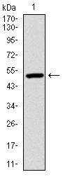 UBB / Ubiquitin B Antibody - Western blot using UBB monoclonal antibody against human UBB (AA: 1-299) recombinant protein. (Expected MW is 26 kDa)