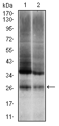 UBB / Ubiquitin B Antibody - Western blot using UBB mouse monoclonal antibody against NIH/3T3 (1) and HeLa (2) cell lysate.