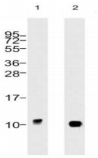 UBC / Ubiquitin C Antibody - (1) HeLa whole cell lysate, (2) Jurkat whole cell lysate.