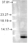UBC / Ubiquitin C Antibody - HeLa whole cell lysate