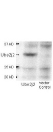 UBC6 / UBE2J2 Antibody - Western blot using the affinity purified anti-Ube2j2 antibody shows detection of Ube2j2 in 293 cells over-expressing Myc-Ube2j2 (Lane 1). Lane 2 contains lysate from mock-transfected 293 cells.