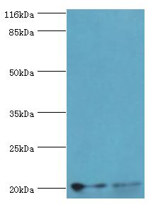 UBCH10 / UBE2C Antibody - Western blot. All lanes: UBE2C antibody at 2 ug/ml. Lane 1: HeLa whole cell lysate Lane 2: U87 whole cell lysate. Secondary antibody: goat polyclonal to rabbit at 1:10000 dilution. Predicted band size: 20 kDa. Observed band size: 20 kDa.  This image was taken for the unconjugated form of this product. Other forms have not been tested.