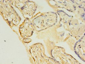 UBCH10 / UBE2C Antibody - Immunohistochemistry of paraffin-embedded human placenta using antibody at 1: 100 dilution.  This image was taken for the unconjugated form of this product. Other forms have not been tested.