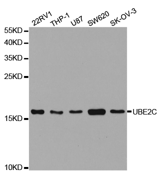 UBCH10 / UBE2C Antibody - Western blot analysis of extracts of various cell lines.