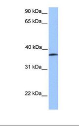 UBE1DC1 / UBA5 Antibody - Jurkat cell lysate. Antibody concentration: 1.0 ug/ml. Gel concentration: 12%.  This image was taken for the unconjugated form of this product. Other forms have not been tested.