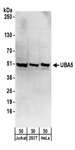 UBE1DC1 / UBA5 Antibody - Detection of Human UBA5 by Western Blot. Samples: Whole cell lysate (50 ug) from Jurkat, 293T, and HeLa cells. Antibodies: Affinity purified rabbit anti-UBA5 antibody used for WB at 0.4 ug/ml. Detection: Chemiluminescence with an exposure time of 30 seconds.