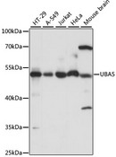 UBE1DC1 / UBA5 Antibody - Western blot analysis of extracts of various cell lines, using UBA5 antibody at 1:1000 dilution. The secondary antibody used was an HRP Goat Anti-Rabbit IgG (H+L) at 1:10000 dilution. Lysates were loaded 25ug per lane and 3% nonfat dry milk in TBST was used for blocking. An ECL Kit was used for detection and the exposure time was 15s.