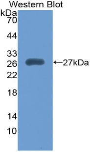 UBE1L / UBA7 Antibody - Western blot of recombinant UBE1L / UBA7.