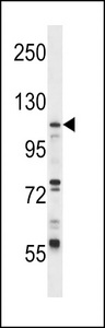 UBE1L / UBA7 Antibody - UBA7 Antibody western blot of CEM cell line lysates (35 ug/lane). The UBA7 antibody detected the UBA7 protein (arrow).