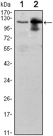 UBE1L / UBA7 Antibody - Western blot using UBE1L mouse monoclonal antibody against Raji (1) and THP-1 (2) cell lysate.