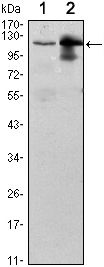 UBE1L / UBA7 Antibody - UBE1L Antibody in Western Blot (WB)