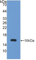 UBE1L / UBA7 Antibody