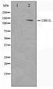 UBE1L / UBA7 Antibody - Western blot of HeLa cell lysate using UBE1L Antibody