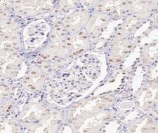 UBE1L / UBA7 Antibody - 1:100 staining human kidney tissue by IHC-P. The tissue was formaldehyde fixed and a heat mediated antigen retrieval step in citrate buffer was performed. The tissue was then blocked and incubated with the antibody for 1.5 hours at 22°C. An HRP conjugated goat anti-rabbit antibody was used as the secondary.