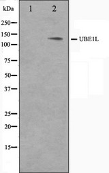 UBE1L / UBA7 Antibody - Western blot analysis on HeLa cell lysates using UBE1L antibody. The lane on the left is treated with the antigen-specific peptide.