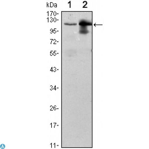UBE1L / UBA7 Antibody - Western Blot (WB) analysis using UBE1L Monoclonal Antibody against Raji (1) and THP-1 (2) cell lysate.