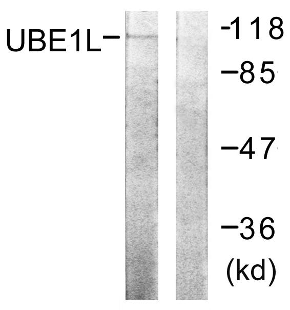 UBE1L / UBA7 Antibody - Western blot analysis of extracts from HeLa cells, using UBE1L antibody.