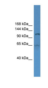 UBE1L2 / UBE1L2 Antibody - UBA6 antibody Western blot of HT1080 cell lysate.  This image was taken for the unconjugated form of this product. Other forms have not been tested.