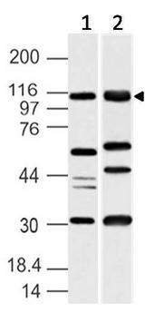 UBE1L2 / UBE1L2 Antibody - Fig-1: Western blot analysis of UBE1L2/MOP-4. Anti-UBE1L2/MOP-4 antibody was used at 4 µg/ml on (1) Jurkat and (2) K562 lysates.