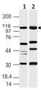 UBE1L2 / UBE1L2 Antibody - Fig-1: Western blot analysis of UBE1L2/MOP-4. Anti-UBE1L2/MOP-4 antibody was used at 4 µg/ml on (1) Jurkat and (2) K562 lysates.