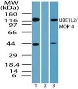 UBE1L2 / UBE1L2 Antibody - Western blot of UBE1L2/MOP-4 in Daudi cell lysate in the 1) absence and 2) presence of immunizing peptide and 3) RAW using Peptide-affinity Purified Polyclonal Antibody to UBE1L2/MOP-4 at 1.0 ug/ml and 0.5 ug/ml respectively.