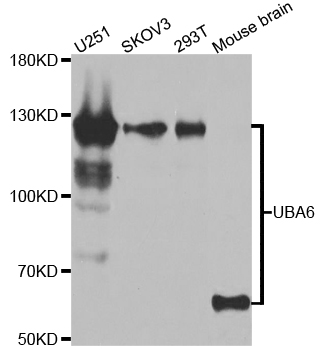 UBE1L2 / UBE1L2 Antibody - Western blot analysis of extracts of various cell lines.