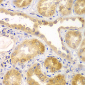 UBE1L2 / UBE1L2 Antibody - Immunohistochemistry of paraffin-embedded human kidney tissue.