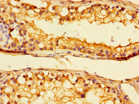 UBE1L2 / UBE1L2 Antibody - Immunohistochemistry of paraffin-embedded human testicular tissue using UBA6 Antibody at dilution of 1:100