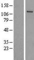 UBE1L2 / UBE1L2 Protein - Western validation with an anti-DDK antibody * L: Control HEK293 lysate R: Over-expression lysate