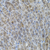 UBE2A Antibody - Immunohistochemistry of paraffin-embedded mouse stomach tissue.
