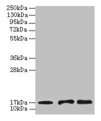 UBE2D1 / UBCH5 Antibody - Western blot All lanes: Ubiquitin-conjµgating enzyme E2 D1 antibody at 2µg/ml Lane 1: Hela whole cell lysate Lane 2: NIH/3T3 whole cell lysate Secondary Goat polyclonal to rabbit IgG at 1/10000 dilution Predicted band size: 17 kDa Observed band size: 17 kDa